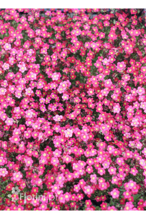 Skalnica arendsa 'Pixi Pan Red' | Saxifraga x arendsii