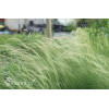 Ostnica mocna 'Pony Tails' | Stipa tennuissima