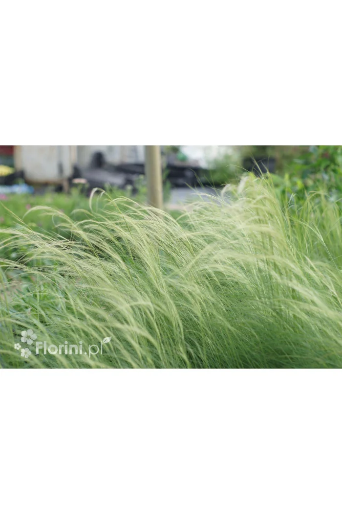 Ostnica mocna 'Pony Tails' | Stipa tennuissima