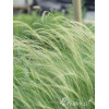 Ostnica mocna 'Pony Tails' | Stipa tennuissima