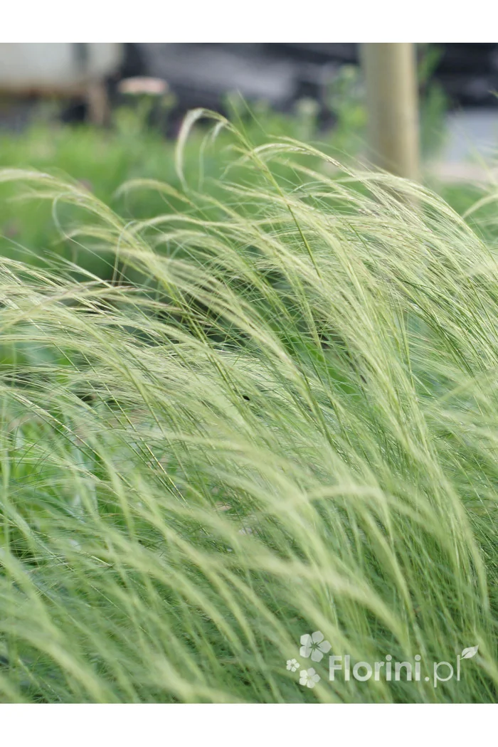 Ostnica mocna 'Pony Tails' | Stipa tennuissima