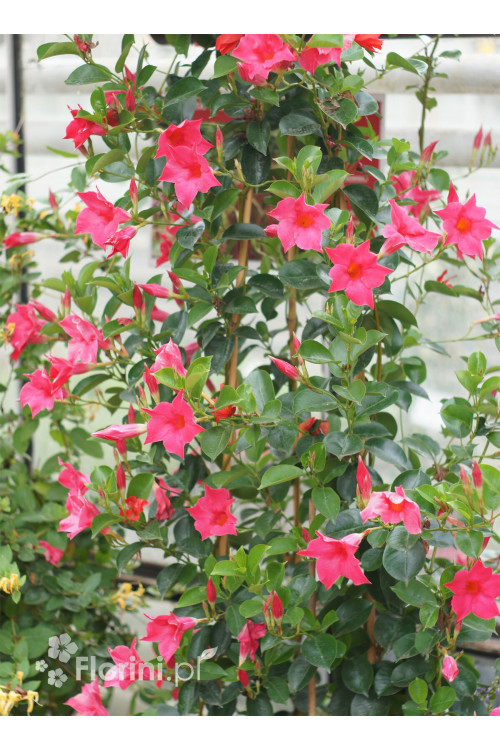 Sundaville 'Pink' | Sundaville