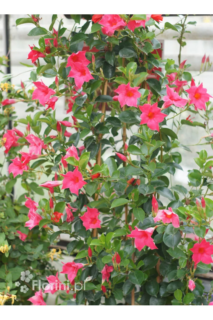 Sundaville 'Pink' | Sundaville