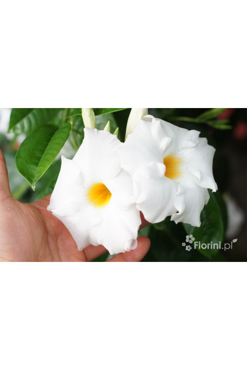 Sundaville 'White' | Sundaville