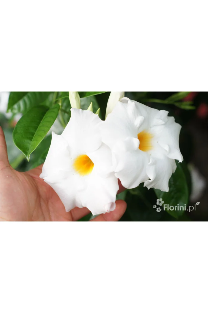 Sundaville 'White' | Sundaville