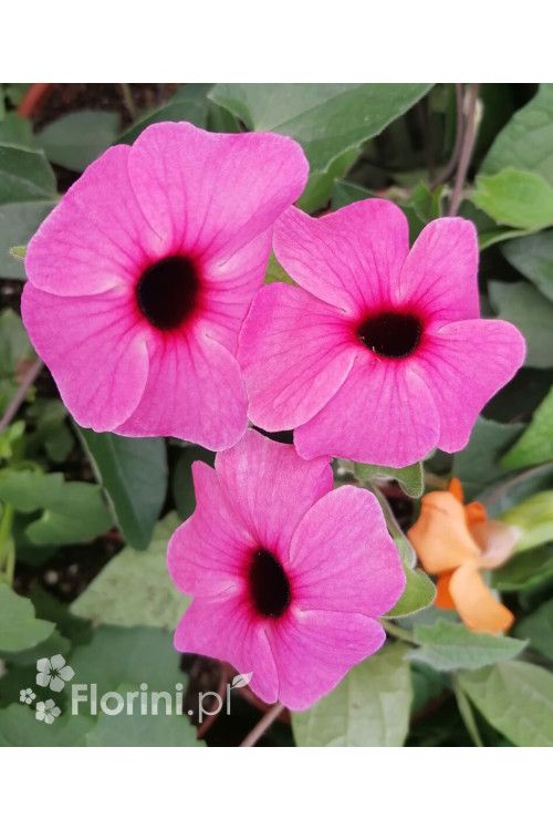 Tunbergia 'Rose Sensation' | Thunbergia