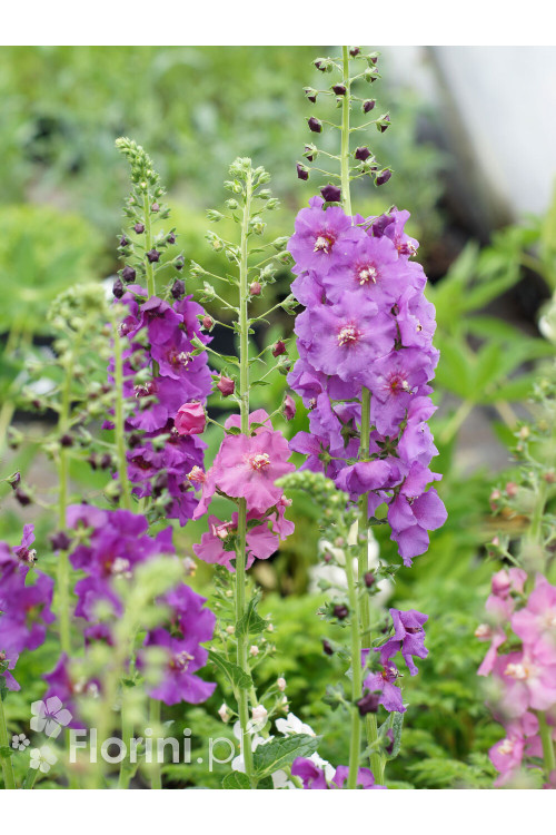 Dziewanna fioletowa | Verbascum phoeniceum