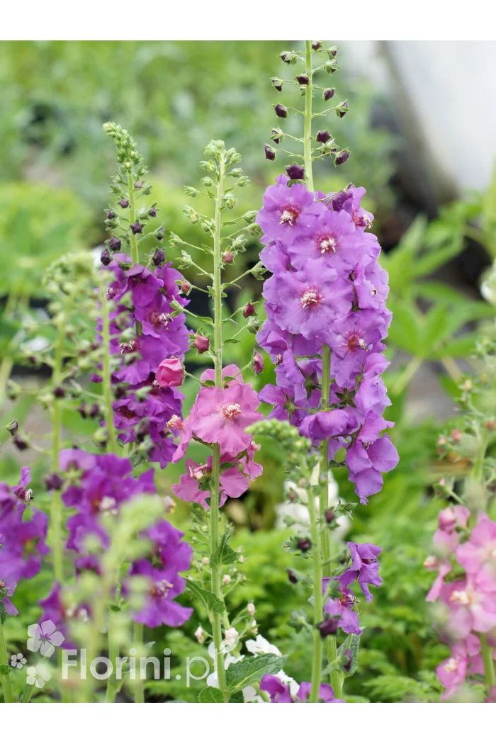 Dziewanna fioletowa | Verbascum phoeniceum