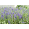 Przetacznik kłosowy 'Inspire Blue' | Veronica spicata