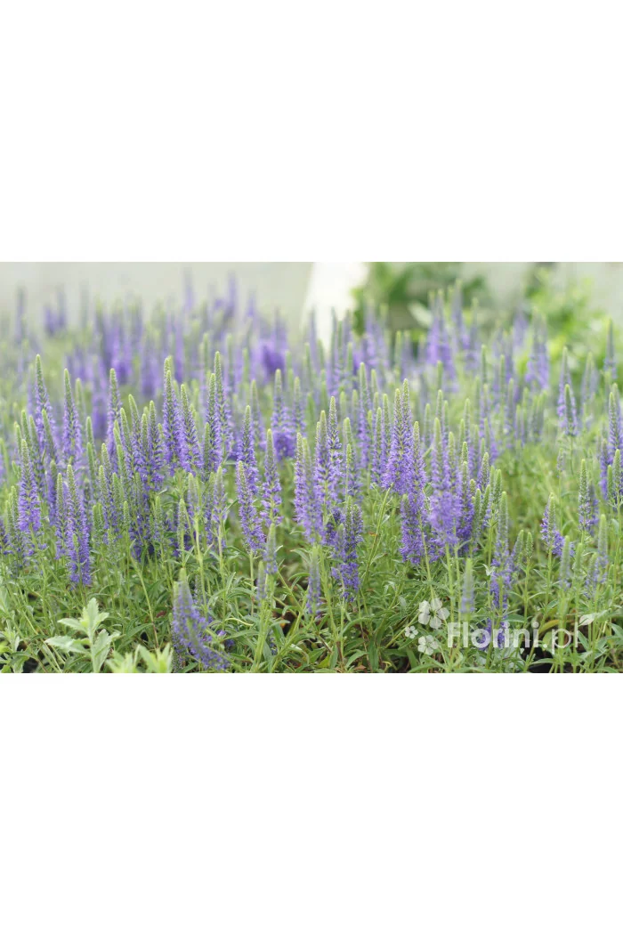 Przetacznik kłosowy 'Inspire Blue' | Veronica spicata