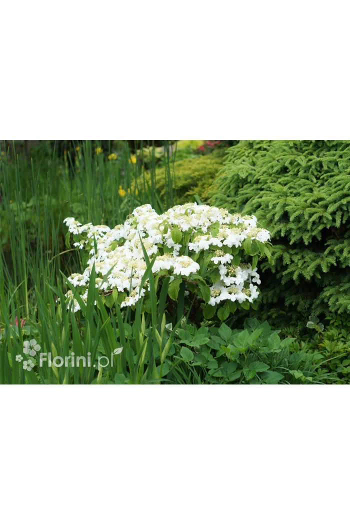 Kalina japońska forma omszona | Viburnum plicatum f tomentosum