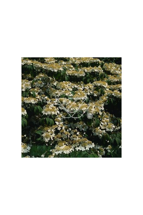 Kalina japońska forma omszona | Viburnum plicatum f tomentosum