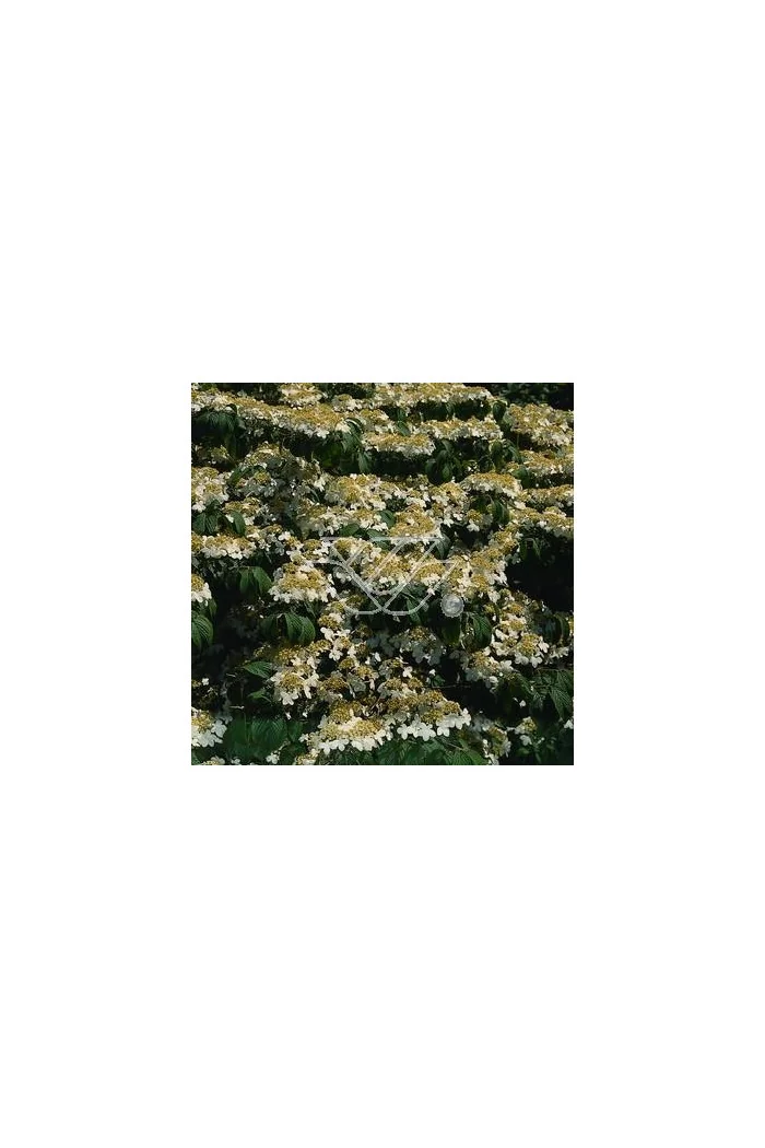 Kalina japońska forma omszona | Viburnum plicatum f tomentosum