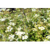 Kalina japońska 'Snowflake' Viburnum plicatum