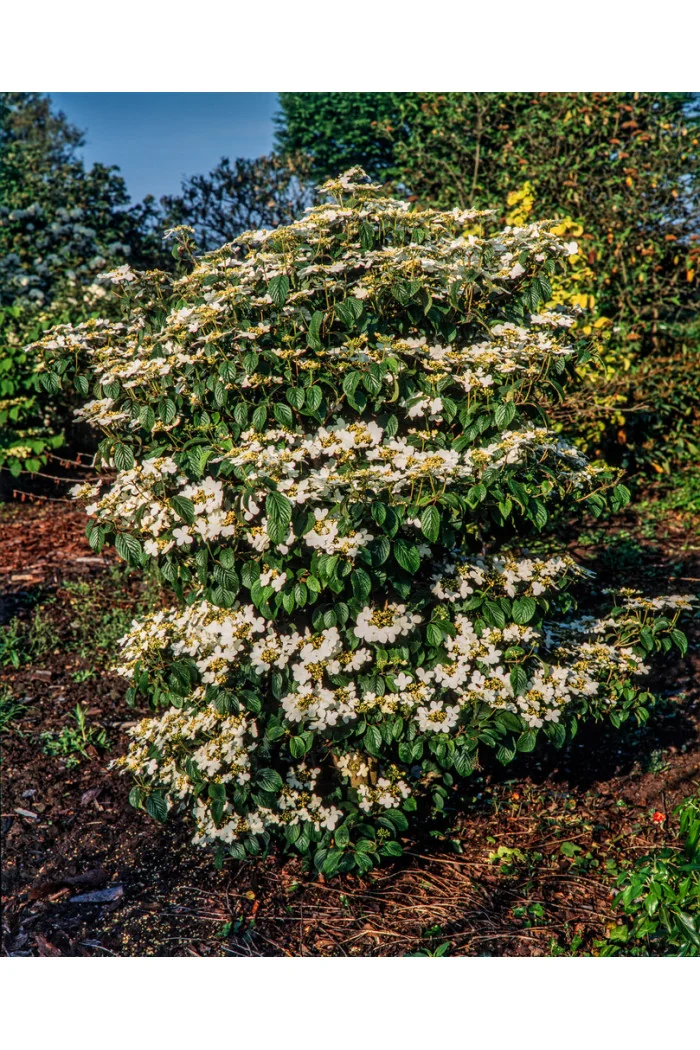 Kalina japońska 'Snowflake' Viburnum plicatum