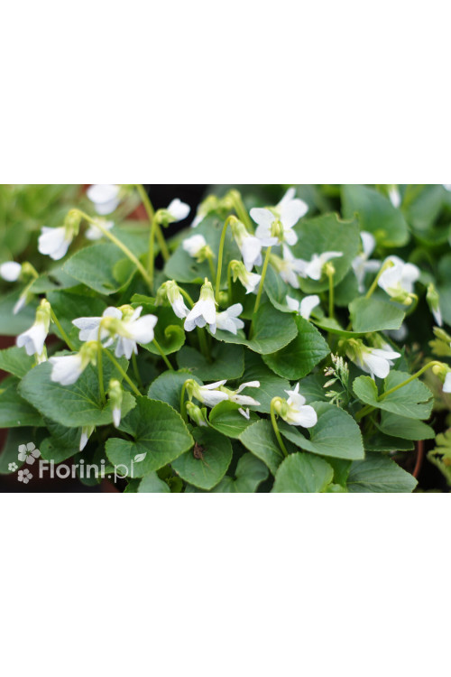 Fiołek, Fiołek motylkowaty, viola, fiołek freckles