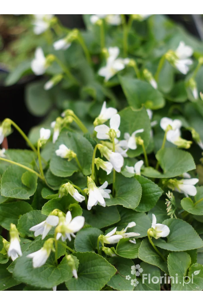 Fiołek, Fiołek motylkowaty, viola, fiołek freckles
