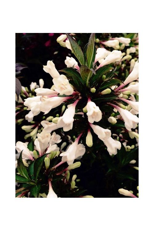 Krzewuszka cudowna 'Black and White' | Weigela florida