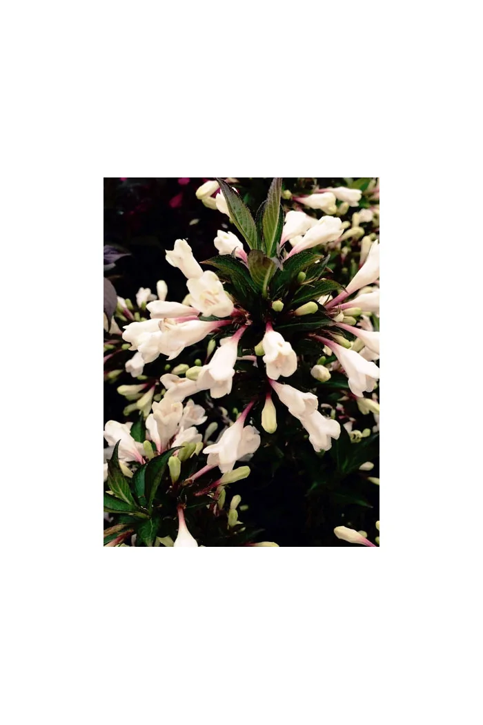 Krzewuszka cudowna 'Black and White' | Weigela florida