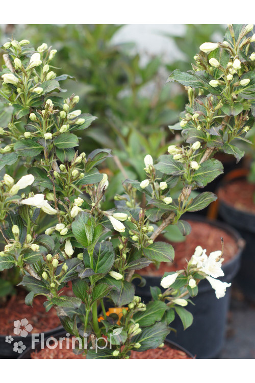 Krzewuszka cudowna 'Black and White' | Weigela florida