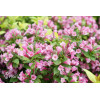 Krzewuszka cudowna 'Cappucino' | Weigela florida