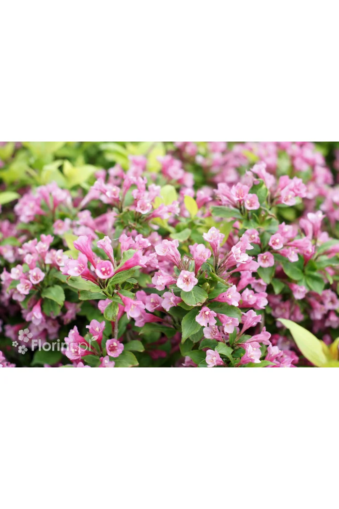Krzewuszka cudowna 'Cappucino' | Weigela florida