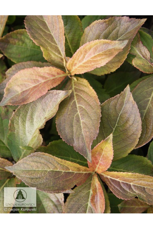 Krzewuszka cudowna 'Cappucino' | Weigela florida