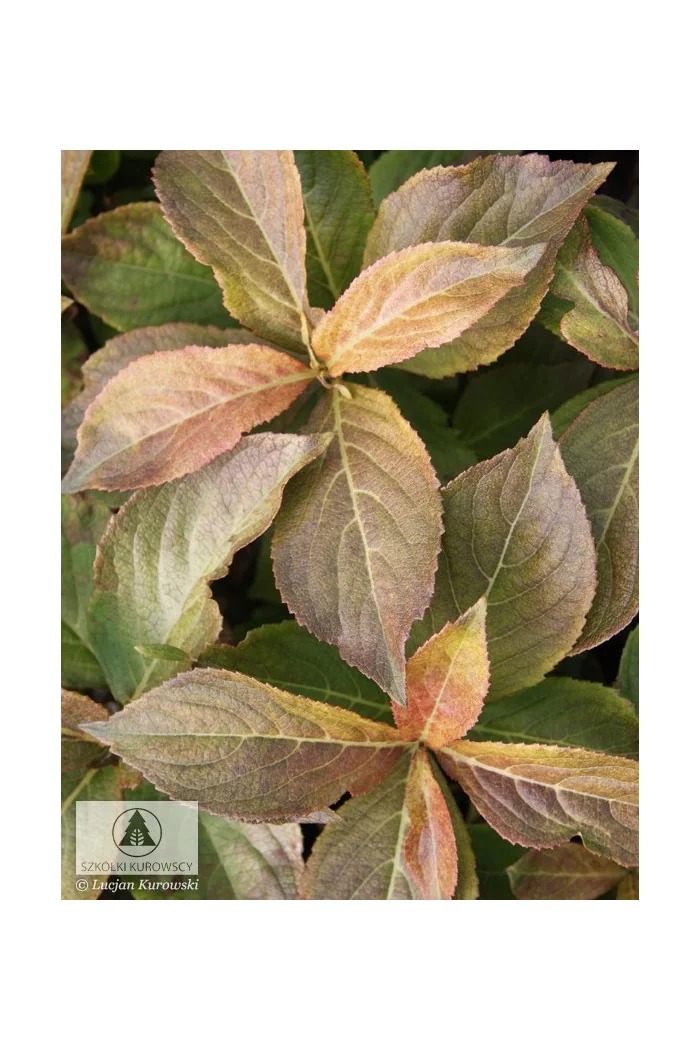 Krzewuszka cudowna 'Cappucino' | Weigela florida