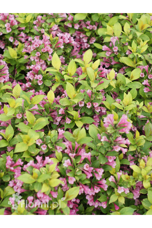 Krzewuszka cudowna 'Cappucino' | Weigela florida