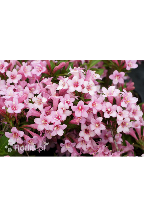 Krzewuszka cudowna 'Pink Poppet' | Weigela florida