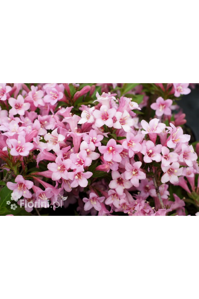 Krzewuszka cudowna 'Pink Poppet' | Weigela florida