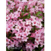 Krzewuszka cudowna 'Pink Poppet' | Weigela florida