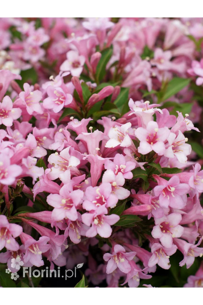 Krzewuszka cudowna 'Pink Poppet' | Weigela florida