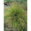 Rozplenica japońska 'Hameln Gold' | Pennisetum alopecuroides