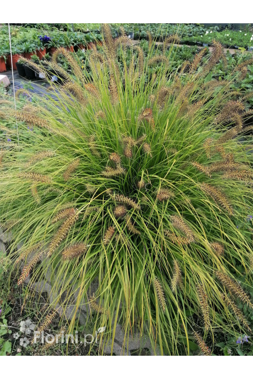 Rozplenica japońska 'Hameln Gold' | Pennisetum alopecuroides