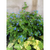 Brunnera wielkolistna | Brunnera macrophylla