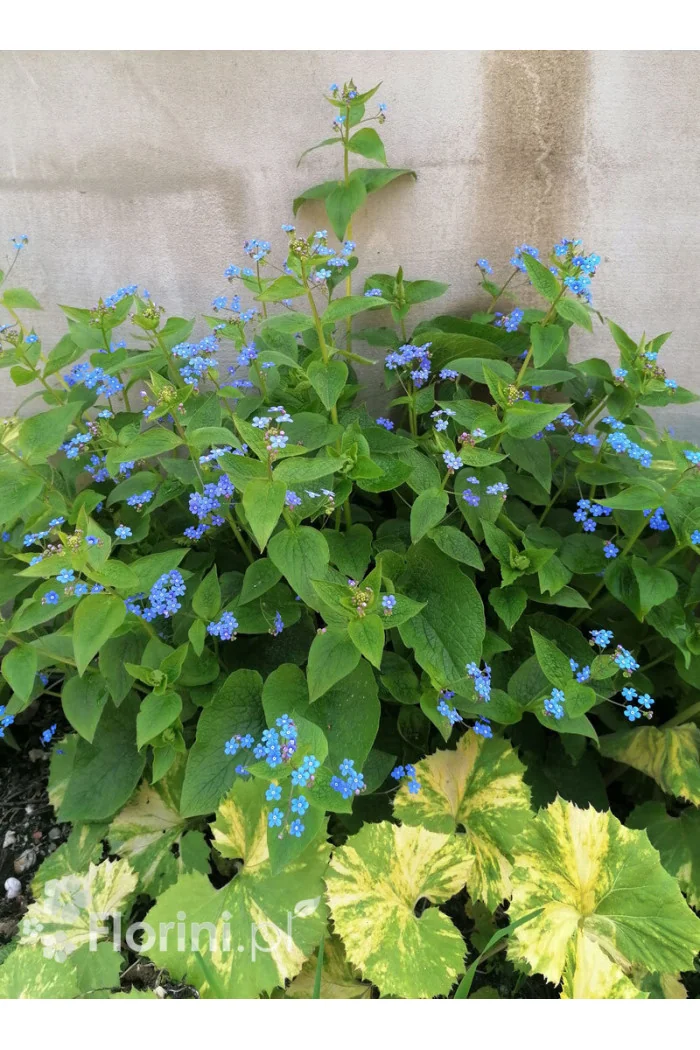 Brunnera wielkolistna | Brunnera macrophylla