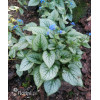Brunnera 'Silver Heart' | Brunnera