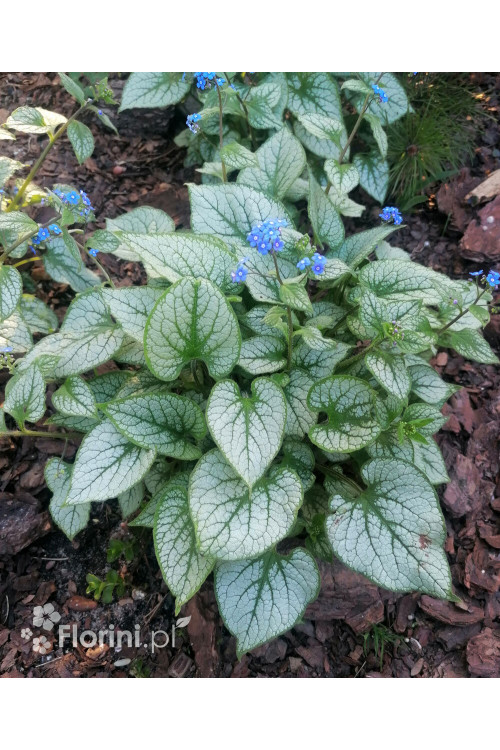 Brunnera 'Silver Heart' | Brunnera