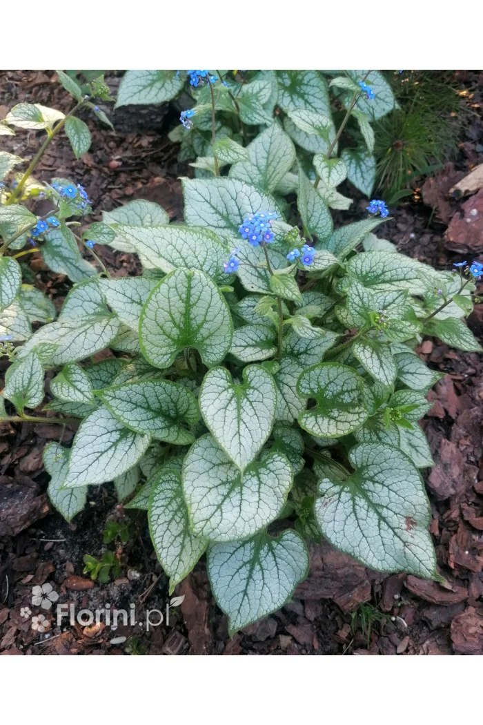 Brunnera 'Silver Heart' | Brunnera
