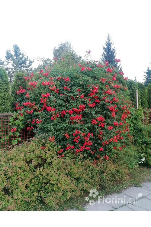 Milin amerykański 'Flamenco' | Campsis radicans