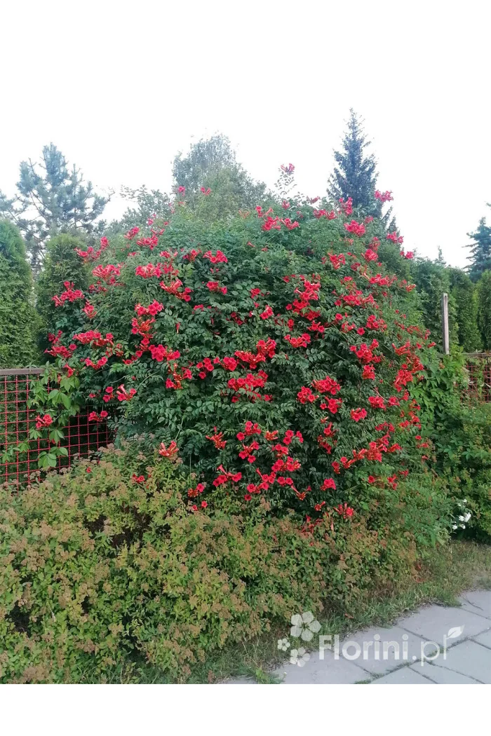 Milin amerykański 'Flamenco' | Campsis radicans