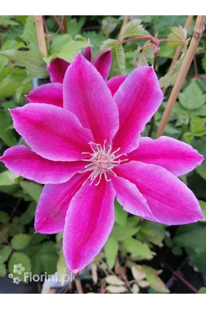 Powojnik 'Dr Ruppel' | Clematis
