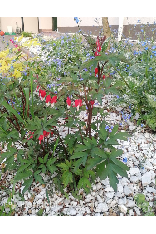 serduszka, serduszka valentine, dicentra valentine