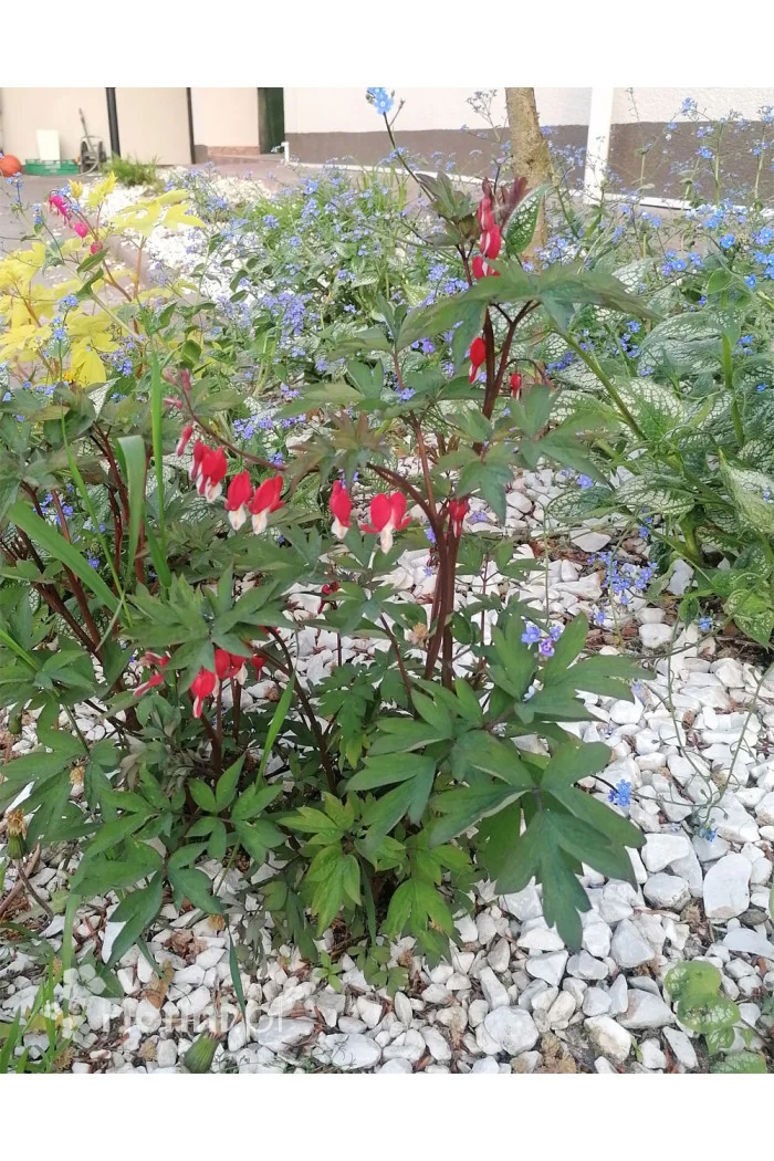 serduszka, serduszka valentine, dicentra valentine