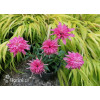 Jeżówka 'Mini Belle' | Echinacea