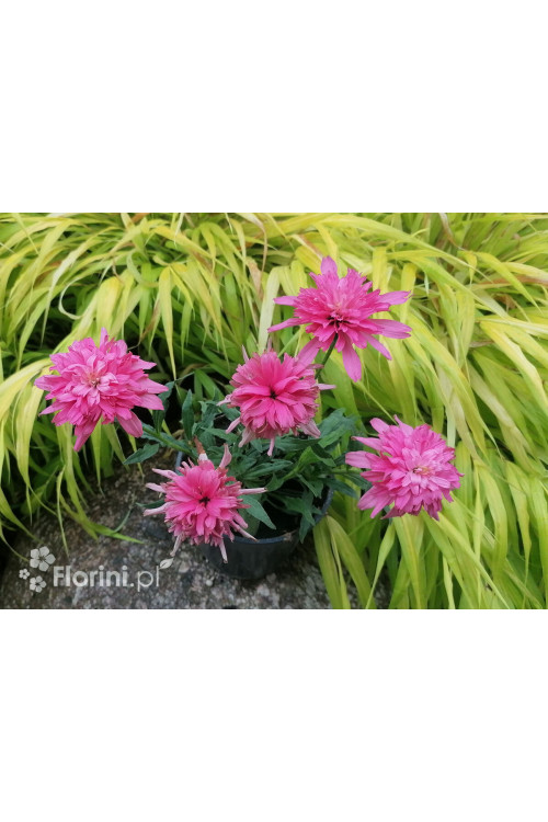 Jeżówka 'Mini Belle' | Echinacea