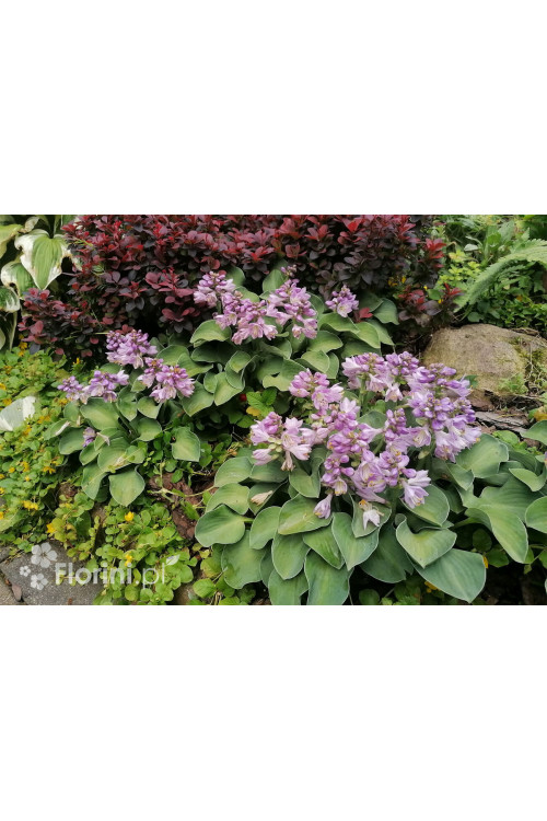 Funkia 'Blue Mouse Ears' | Hosta