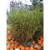 Miskant chiński 'Punktchen' | Miscanthus sinensis
