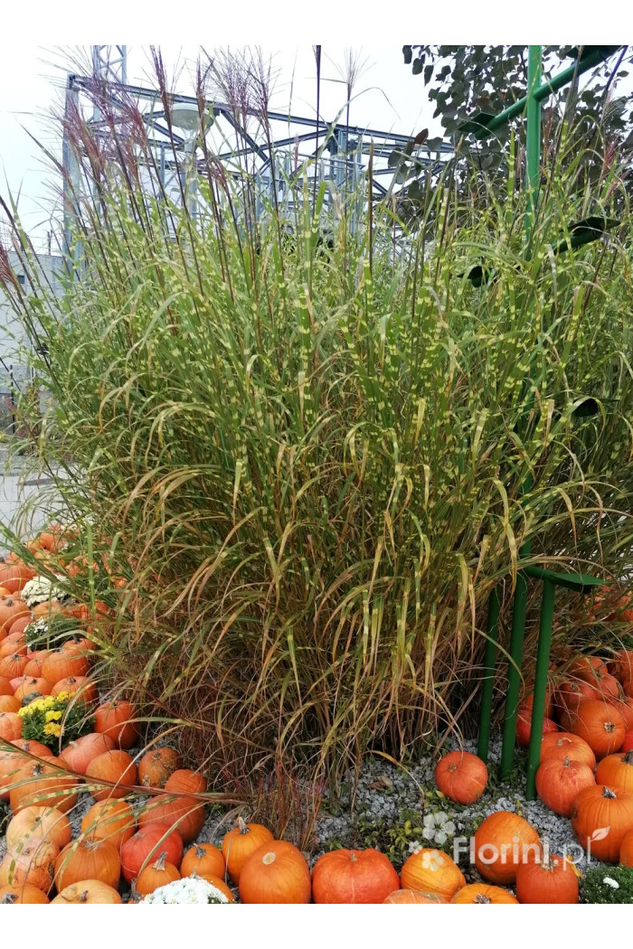 Miskant chiński 'Punktchen' | Miscanthus sinensis